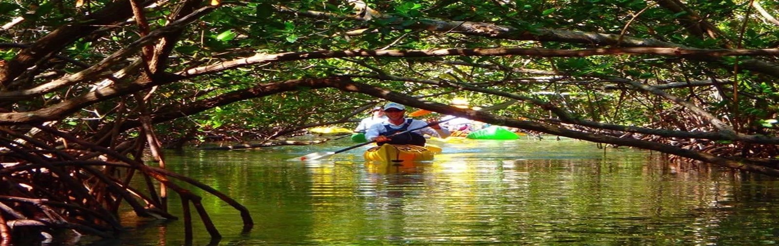 Mangrove Kayaking